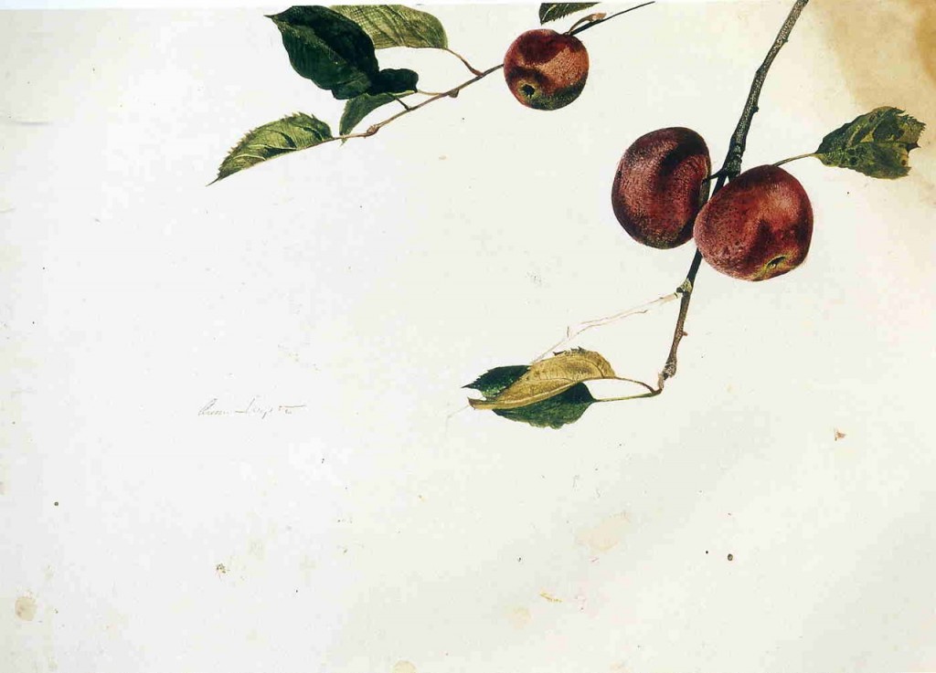 Apples on a Bough, Study Before Picking. Andrew Wyeth.